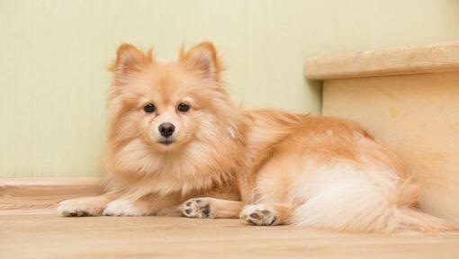 Brown Mittel German Spitz lying on the stairs