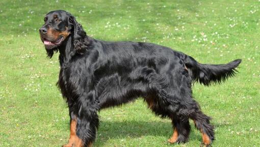 Dog standing on the grass