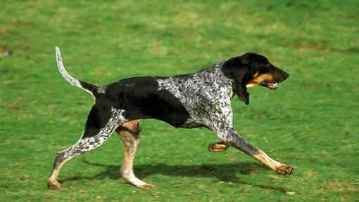 Grand Bleu De Gascogne running on the grass