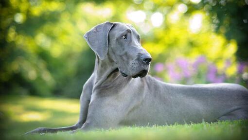 Great Dane Dog Breed Information