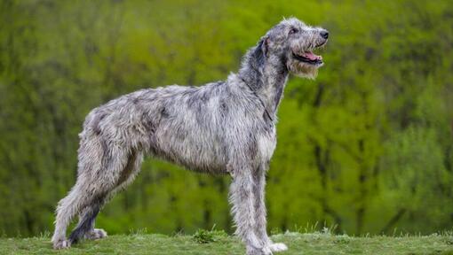 10 Giant Dog Breeds That Make Great Pets