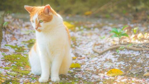 Japanese Bobtail Long Hair cat is walking in the park