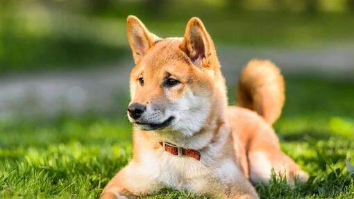 is a shiba inu a prey breed