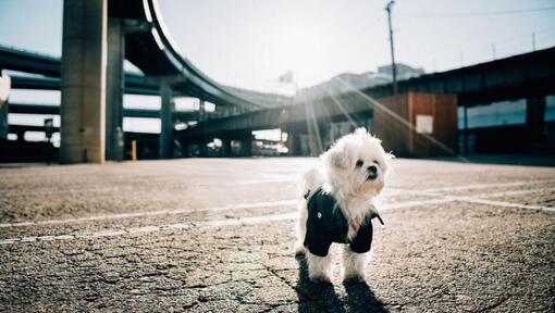 Malshi walking on the street