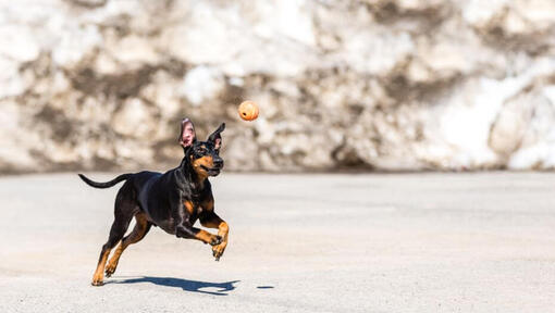 Terrier running on a snow