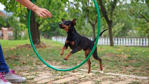 Dog jumping through the training circle