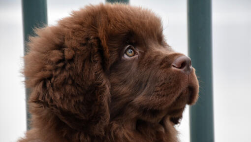 Brown Newfoundland puppy is watching forward
