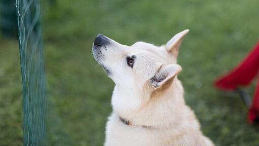 Norwegian Buhund is standing in the yard and watching forward