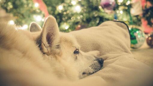 Norwegian Buhund is having a nap near the Christmas Tree