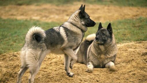 Two Norwegian Elkhounds are playing with each other on the grass