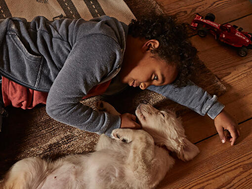 Child lying with Golden Retriever puppy