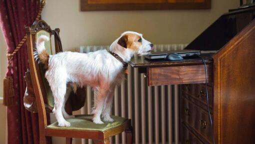 Parson Russell Terrier on the chair