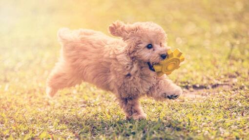 Toypoodle dog profile (character, diet, care)