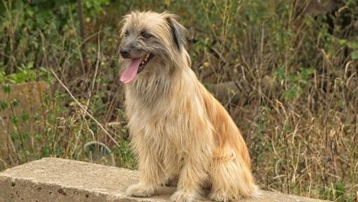 Pyrenean Sheepdog is standing in the garden