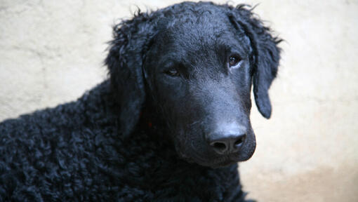 are curly coated retriever good with kids