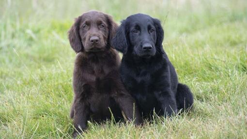 Black and brown Flat Coated Retriever puppies
