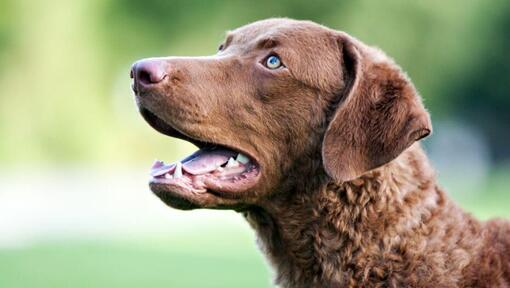 Chesapeake Bay Retriever Waterfowl Dog Breeds Chesapeake Bay