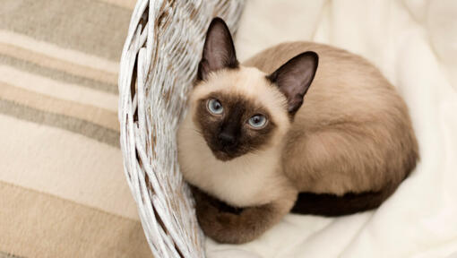 Siamese cat is lying in a wicker basket