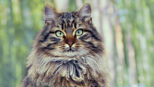 Cat Breeds Siberian Cat Rescue Adopt Silver Your Charming Siberian