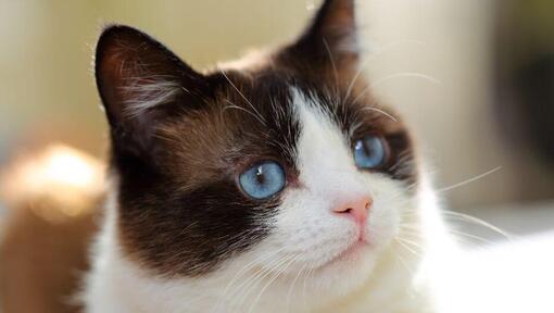 Snowshoe cat with blue eyes is watching deeply