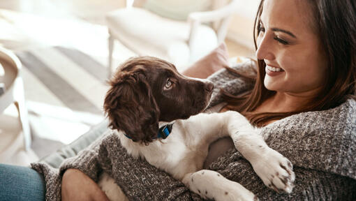 English springer spaniel behavior problems