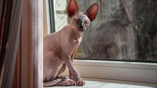 Siamese shop cat bald
