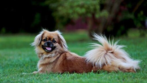 Tibetan Spaniel lying on the grass