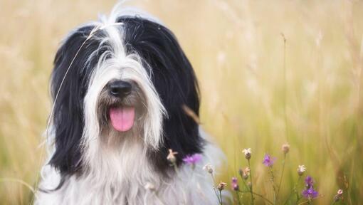 Tibetan Terrier playing in the field