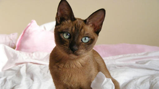 tonkinese