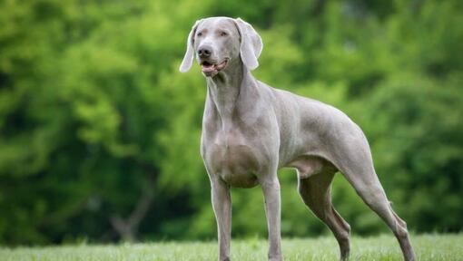 Weimaraner in the forest