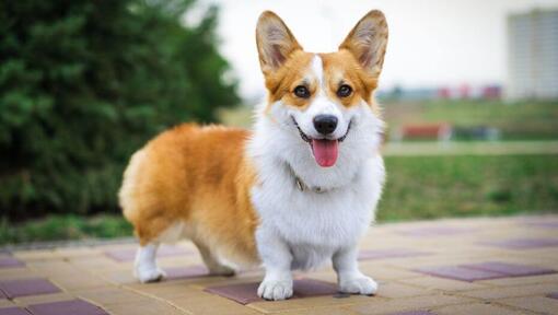 Welsh Corgi (Pembroke) Dog Breed Information