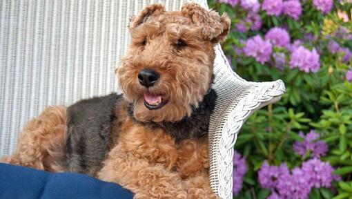 are welsh terriers friendly or dangerous to strangers