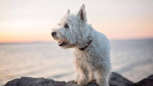 white west highland terrier