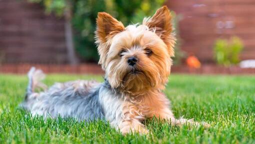 Yorkshire Terrier lying on the grass