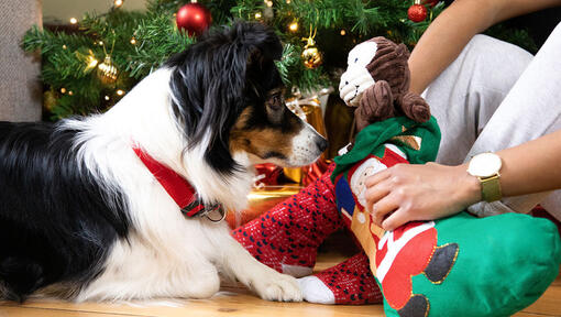 dog getting christmas presents