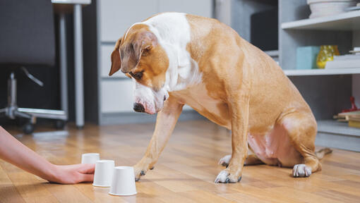 dog playing cup game