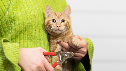 kitten having claws trimmed