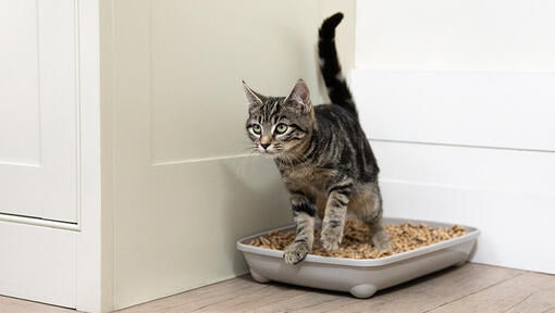 kitten in litter tray