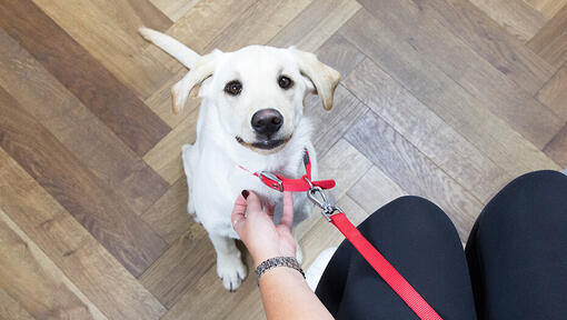 what to do if you step on a puppy