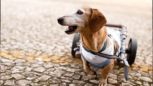 dachshund using wheelchair
