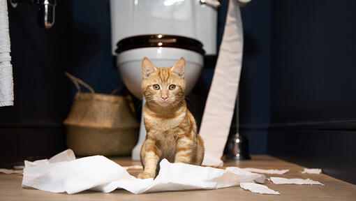 Litter Training Kittens & Cats: The Complete Guide