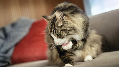 cat grooming on sofa