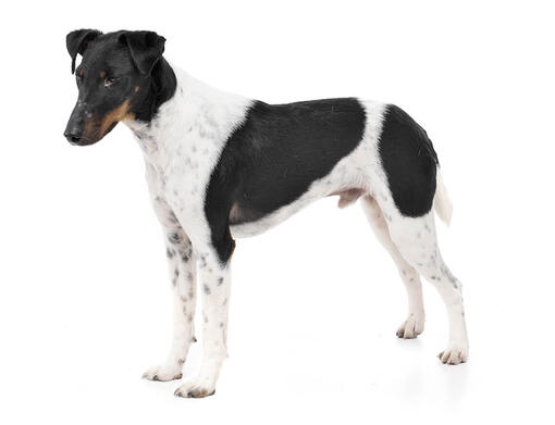 smooth coat fox terrier puppies for sale