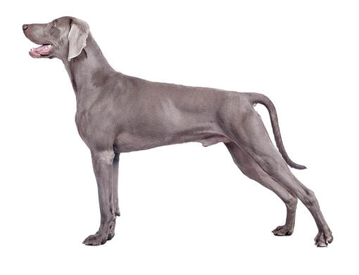 weimaraner coat