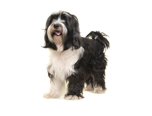 small tibetan terrier