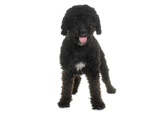 Spanish Water Dog Breed Information | Purina