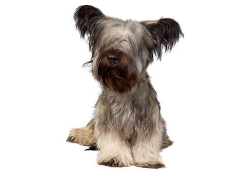 skye terrier drop ears