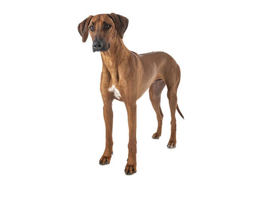 large rhodesian ridgeback
