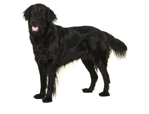 coat retriever