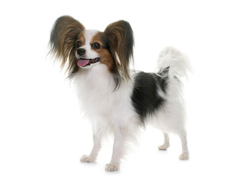 papillon dog weight